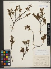 Foto von Salix waldsteiniana Willd.